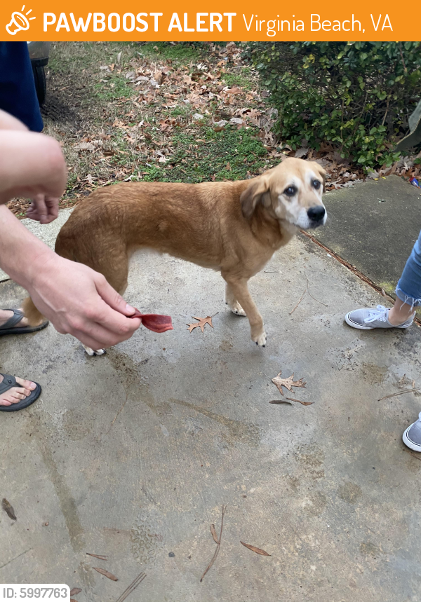 Found/Stray Unknown Dog last seen Near Stancil, Virginia Beach, VA 23452