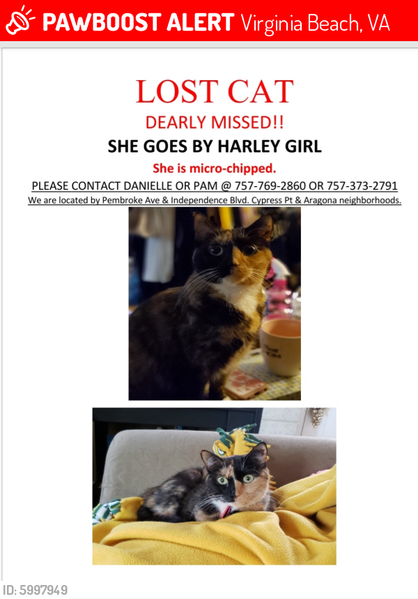 Lost Female Cat last seen Pembroke Ave & Independence Blvd , Virginia Beach, VA 23455
