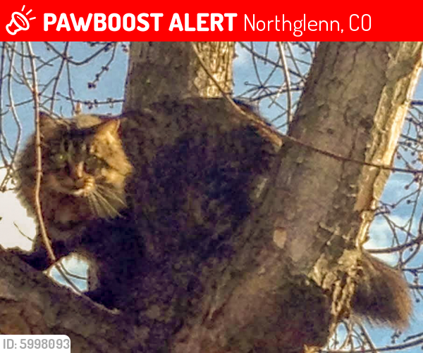 Lost Male Cat last seen 101st & Pecos, Northglenn, CO 80260