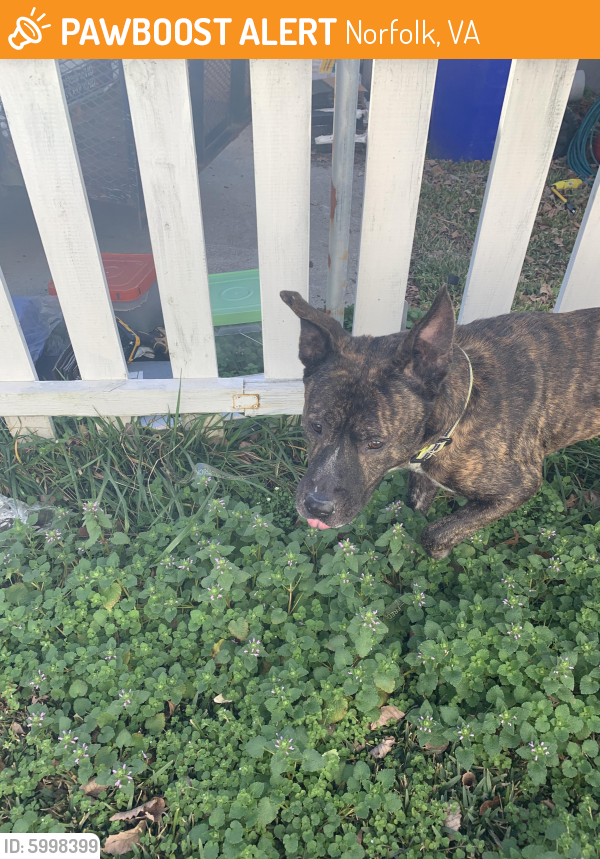 Found/Stray Male Dog last seen Texas Ave and Humbolt st, Norfolk, VA 23513
