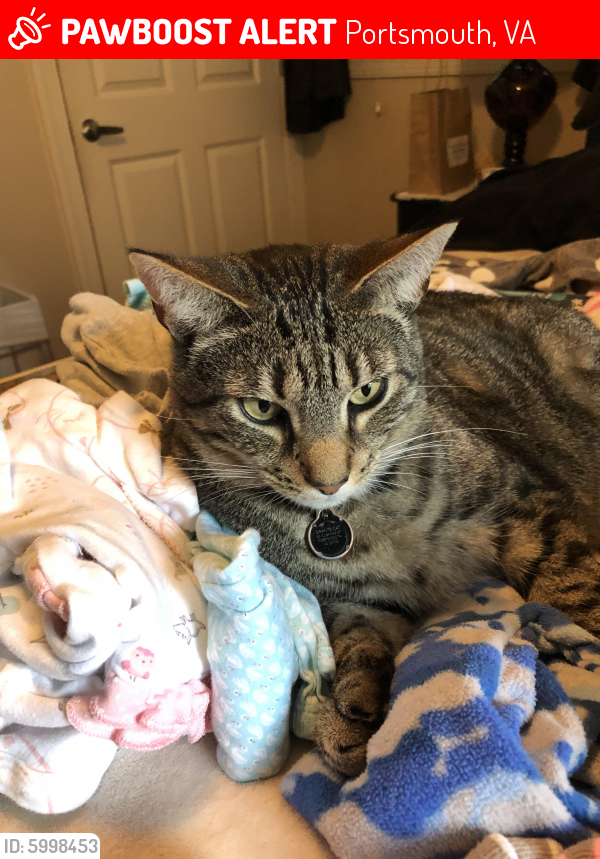Lost Male Cat last seen Cushing street and Afton , Portsmouth, VA 23702