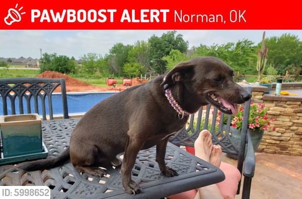 Lost Male Dog last seen 48th and Hwy 9 east Norman, Norman, OK 73026