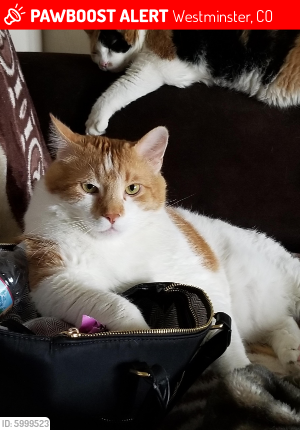 Lost Male Cat last seen 119th and Federal Blvd Westminster Colorado , Westminster, CO 80234