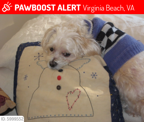 Lost Male Dog last seen constance and hampshire, Virginia Beach, VA 23462