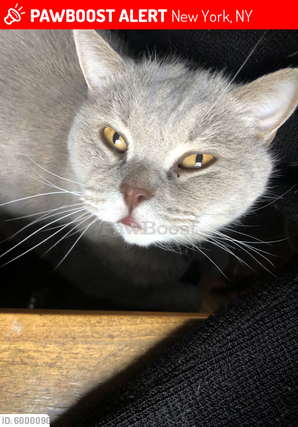 Lost Male Cat last seen The New School, 6th Ave, New York, NY 10011
