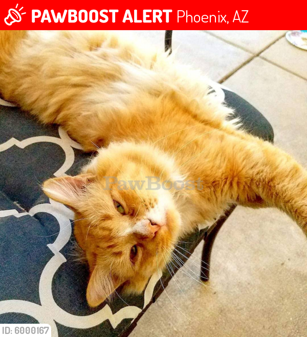 Lost Male Cat last seen 47th Street & Vineyard , Phoenix, AZ 85042