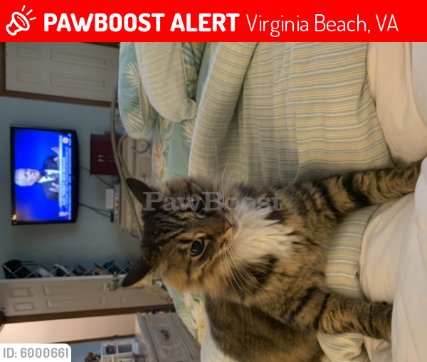 Lost Female Cat last seen Indian River and chesterbrook , Virginia Beach, VA 23464