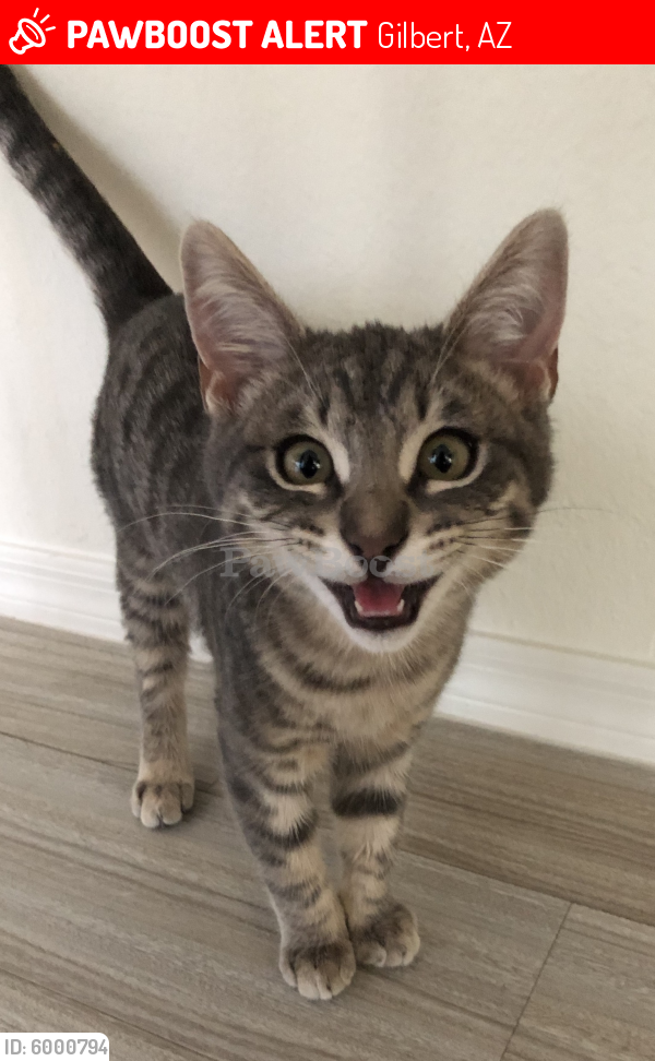 Lost Male Cat in Gilbert, AZ 85296 Named Kobe (ID 6000794) PawBoost