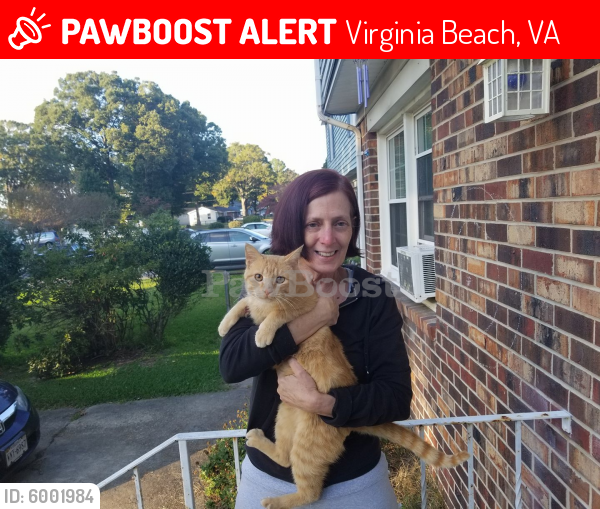 Lost Male Cat last seen Erskine,Virginia Beach Blvd, North Witch Duck, Virginia Beach, VA 23462