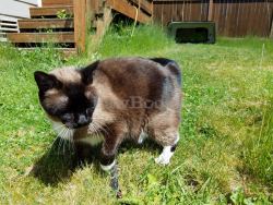 Lost Male Cat last seen Crystal Springs Elementary, Bothell, WA 98012