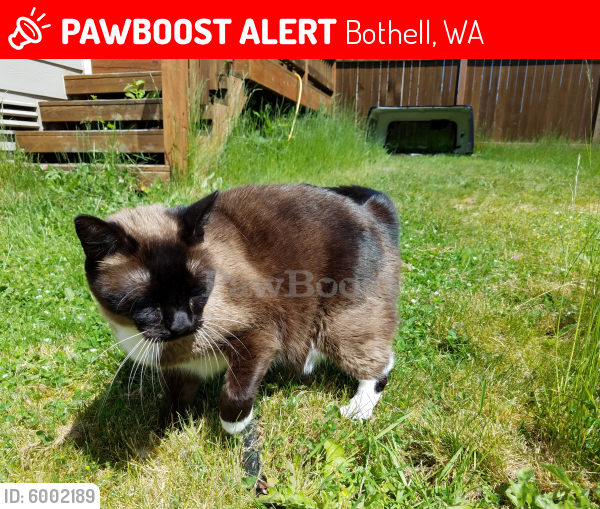 Lost Male Cat last seen Crystal Springs Elementary, Bothell, WA 98012