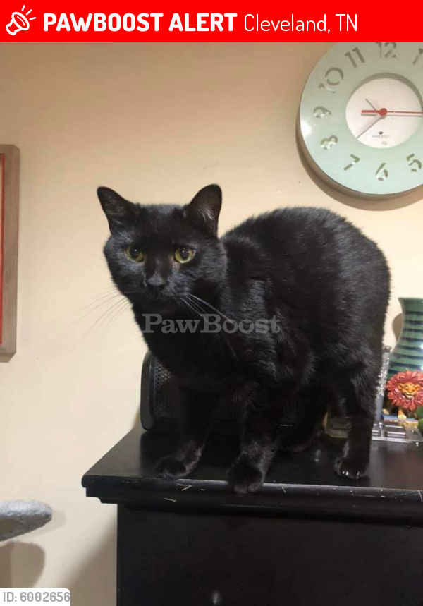 Lost Male Cat last seen Fire station on Freewill road, Cleveland, TN 37312