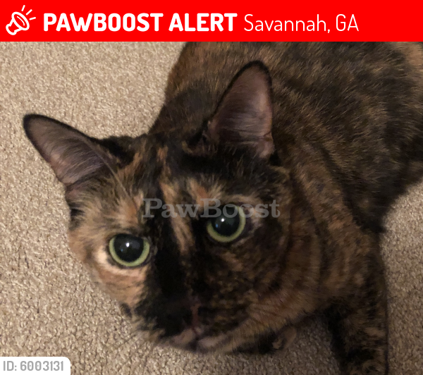 Lost Female Cat last seen Grove Point Road and Rice Mill Drive , Savannah, GA 31419