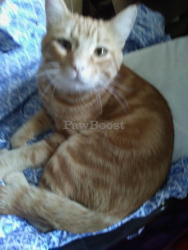 Lost Male Cat last seen Bennett valley rd, Santa Rosa, CA 95404