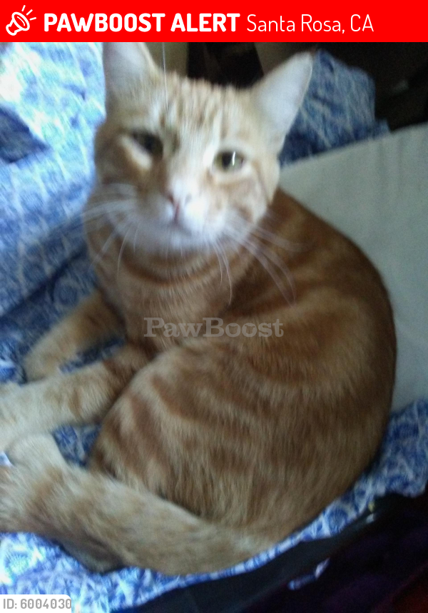 Lost Male Cat last seen Bennett valley rd, Santa Rosa, CA 95404