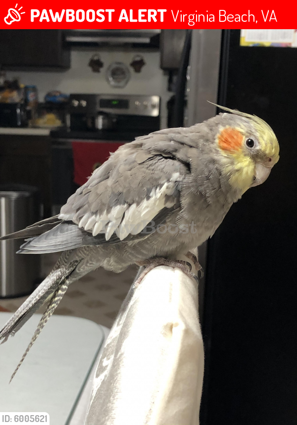 Lost Unknown Bird last seen Intersection of S Independence Blvd and Lynnhaven Pkwy, bear Green Run High School, Virginia Beach, VA 23453