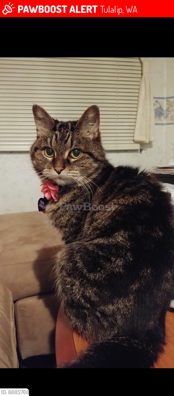 Lost Female Cat in Tulalip, WA 98271 Named Jonesy (ID: 6005700) | PawBoost