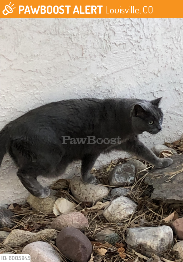 Found/Stray Unknown Cat last seen Club Circle Louisville, CO 80027, Louisville, CO 80027