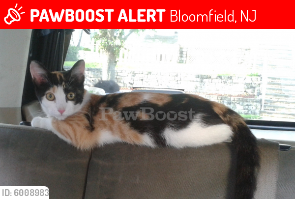 Lost Female Cat last seen Near - 1409 Broad St. Bloomfield NJ Parking lot of McDonald's near GSP South. , Bloomfield, NJ 07003