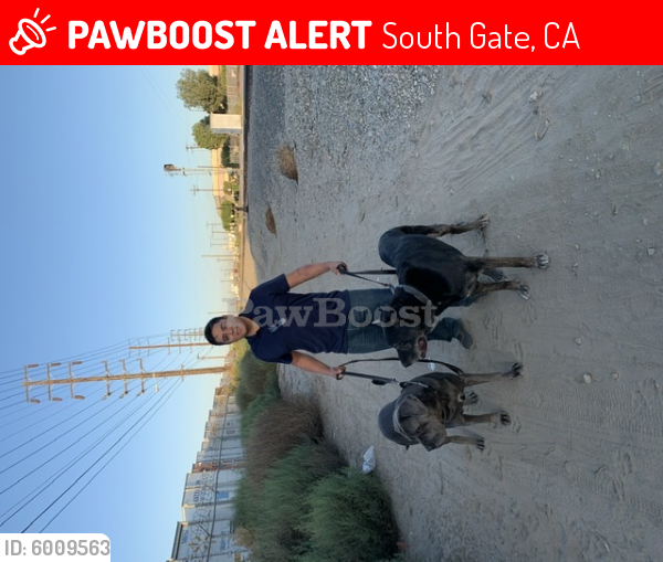 Lost Female Dog last seen South Gate Edwards theatre parking lot, South Gate, CA 90280
