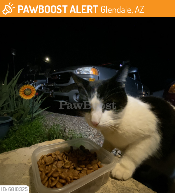 Found/Stray Female Cat last seen Near west gardenia avenue, Glendale, AZ 85301