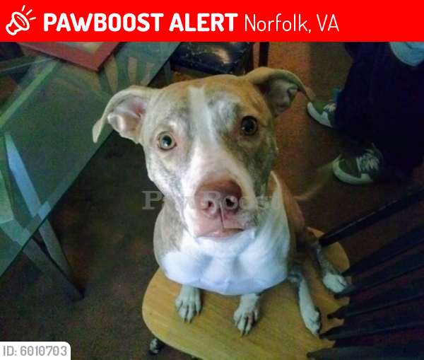 Lost Female Dog last seen Granby St, Norfolk, VA 23503