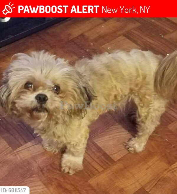 Lost Male Dog last seen harlem river drive and macmd place, New York, NY 10039