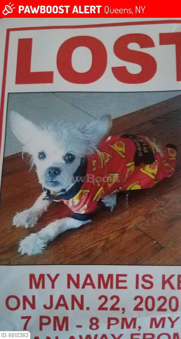 Lost Male Dog last seen 134st & Rockaway , Queens, NY 11420