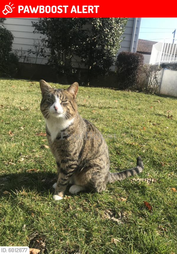 Lost Male Cat last seen Central ave, South Hempstead, NY 11550
