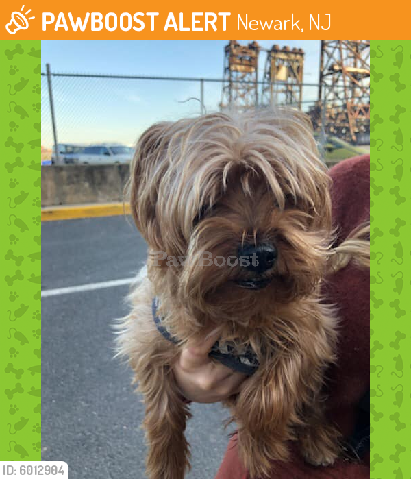 Found/Stray Female Dog last seen One Riverside Plaza, Newark, NJ 07108