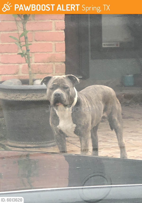 Found/Stray Male Dog last seen Treaschwic , Spring, TX 77373