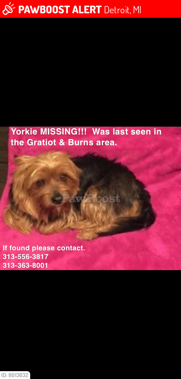 Lost Male Dog last seen Gratiot, Detroit, MI 48213