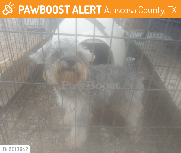 Rehomed Female Dog last seen Covey Drive and Quail Run, Atascosa County, TX 78052