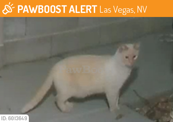 Found/Stray Unknown Cat last seen Desert inn/ Grand Canyon , Las Vegas, NV 89117