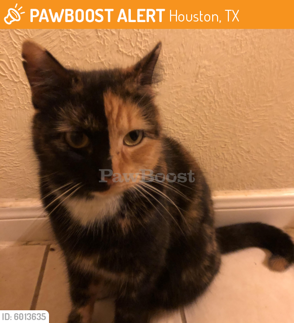 Rehomed Female Cat last seen Willowbrook Mall, Houston, TX 77070