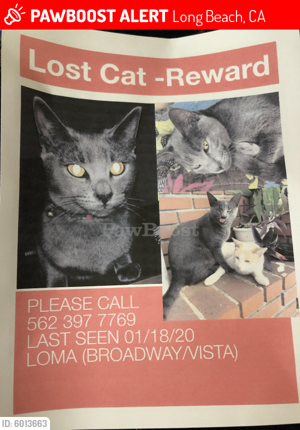 Lost Female Cat last seen Broadway and vista, Long Beach, CA 90803