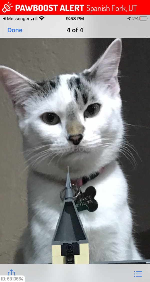 Lost Female Cat last seen Canyon road, close to canyon elementary , Spanish Fork, UT 84660