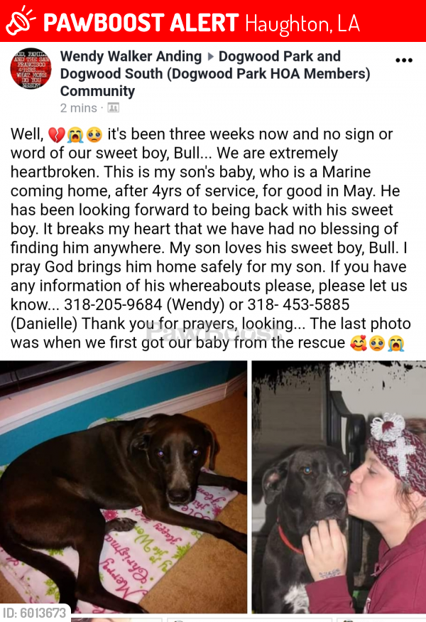 Lost Male Dog last seen Dogwood Trl, Haughton, la, Haughton, LA 71037