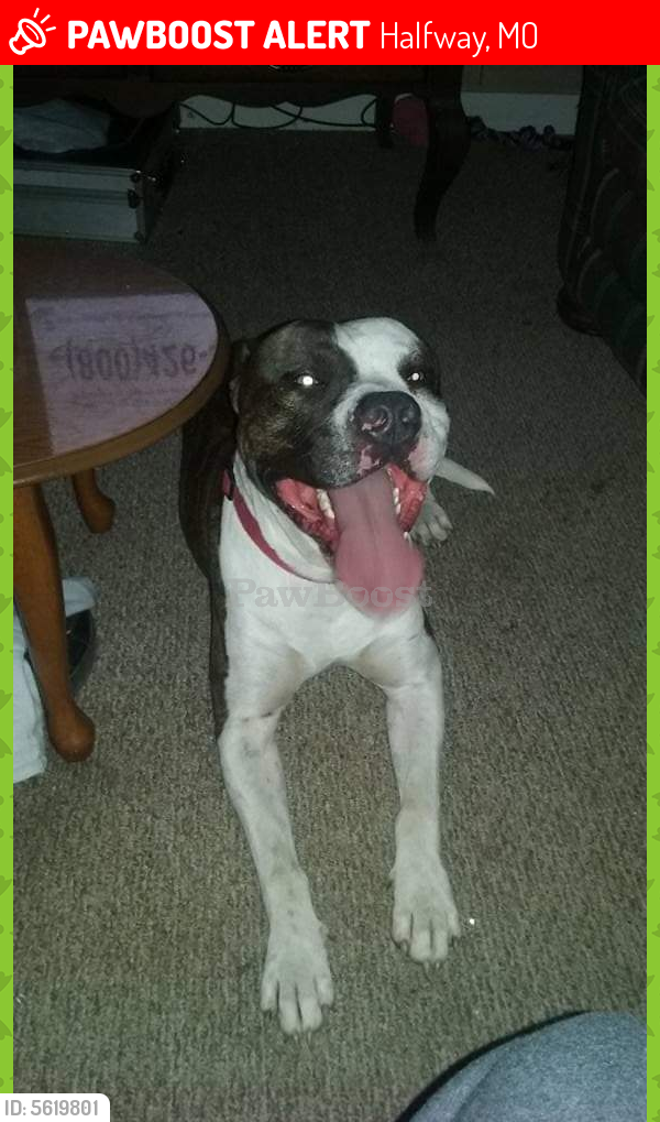 Lost Male Dog last seen Near S 212th Rd & State Hwy Hh, Halfway, MO 65663