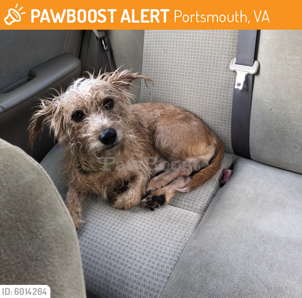 Surrendered Male Dog last seen In neighborhood of Garwood Ave , Portsmouth, VA 23701