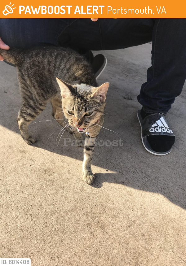 Found/Stray Female Cat last seen Merrifields , Portsmouth, VA 23703