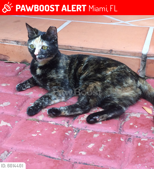 Lost Female Cat last seen Near SW 118th Court, Miami, FL 33183