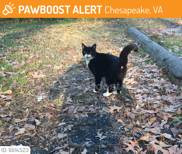 Found/Stray Unknown Cat last seen Indian river park trail head, Chesapeake, VA 23325