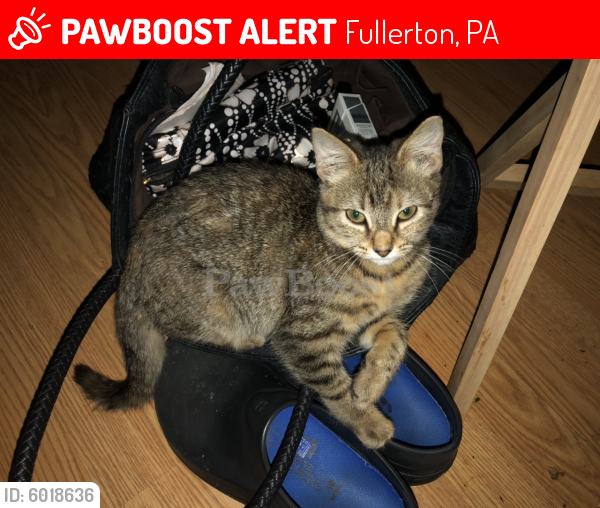 Lost Female Cat last seen Presidential drive, Fullerton, PA 18052