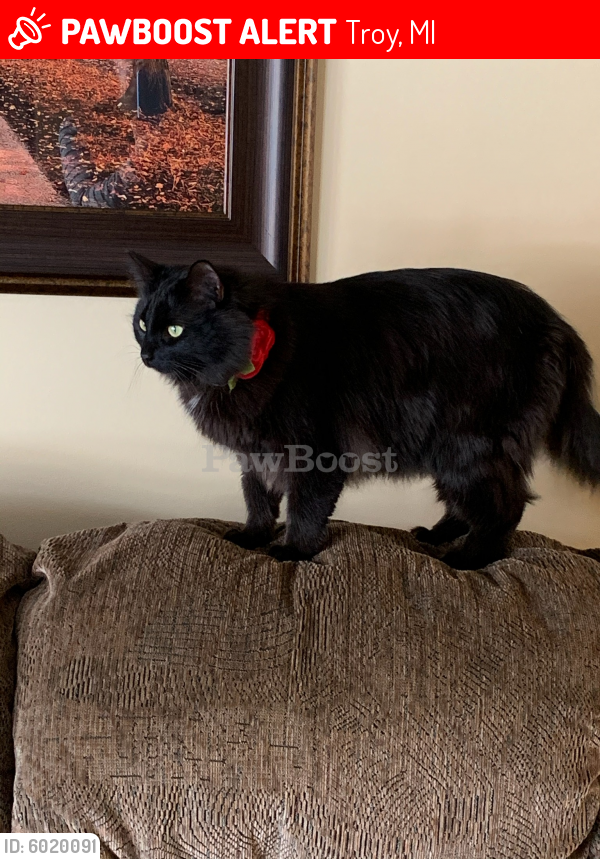 Lost Male Cat in Troy, MI 48083 Named Calcifer (ID 6020091) PawBoost
