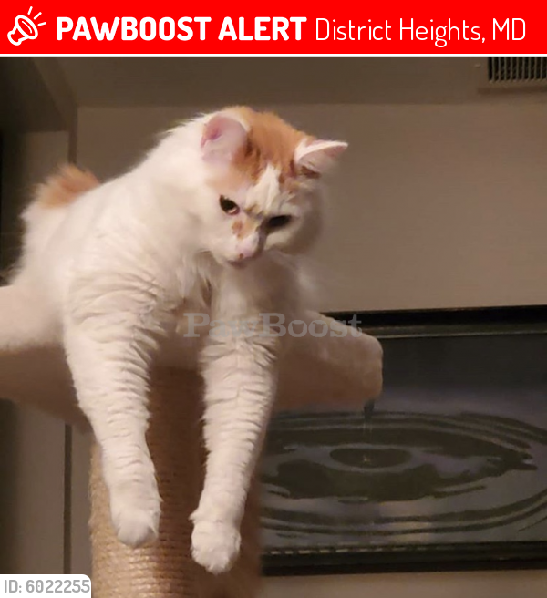 Lost Male Cat last seen Holly Spring Meadow Apartments, District Heights, MD 20747