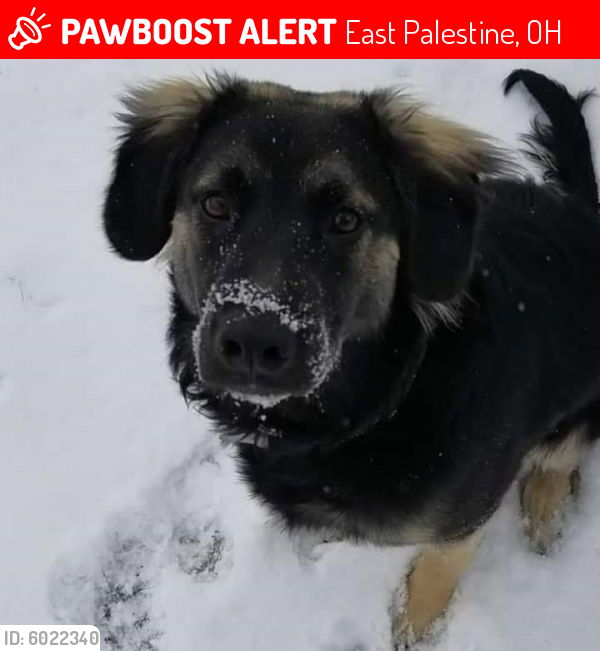 East Palestine, OH Lost Female Dog, Chore Is Missing PawBoost