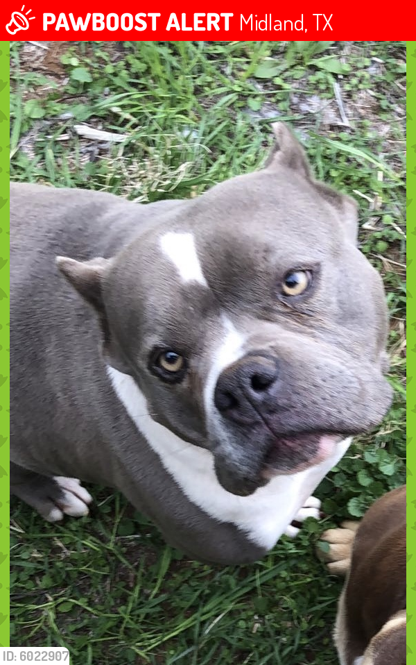 Midland, TX Lost Female Dog, Ursula Is Missing PawBoost