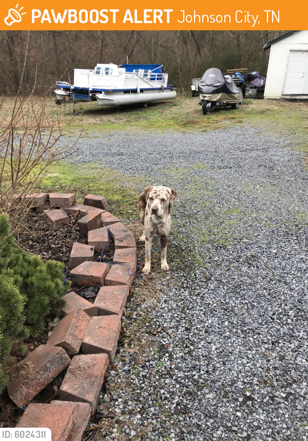 Found/Stray Male Dog in Johnson City, TN 37601 (ID: 6024311) | PawBoost
