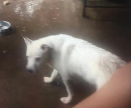 Lost Male Dog last seen Park row arlington texas, Arlington, TX 76012